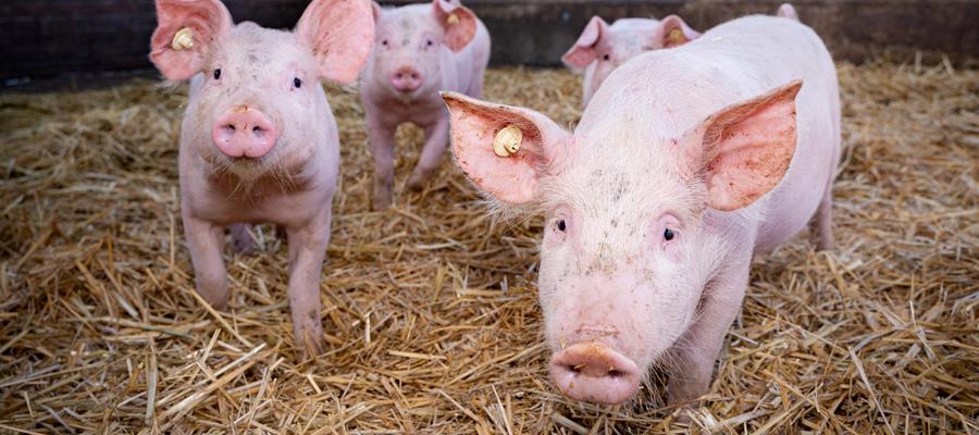 Schweinefleisch - Eifelfair