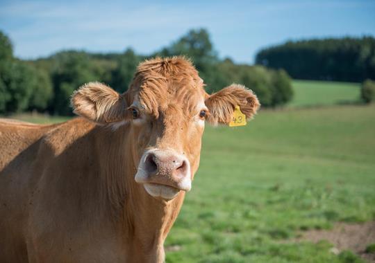 Viande bovine