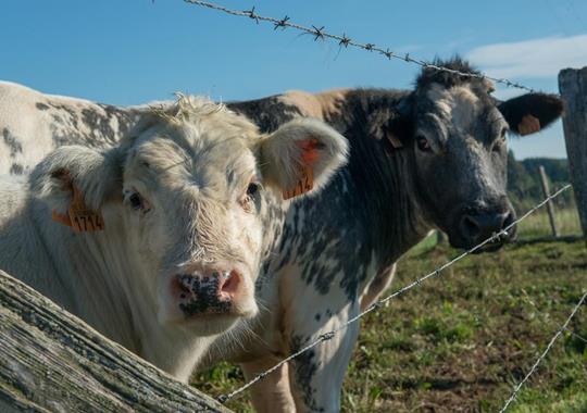 Blanc-Bleu Belge - Viande bovine